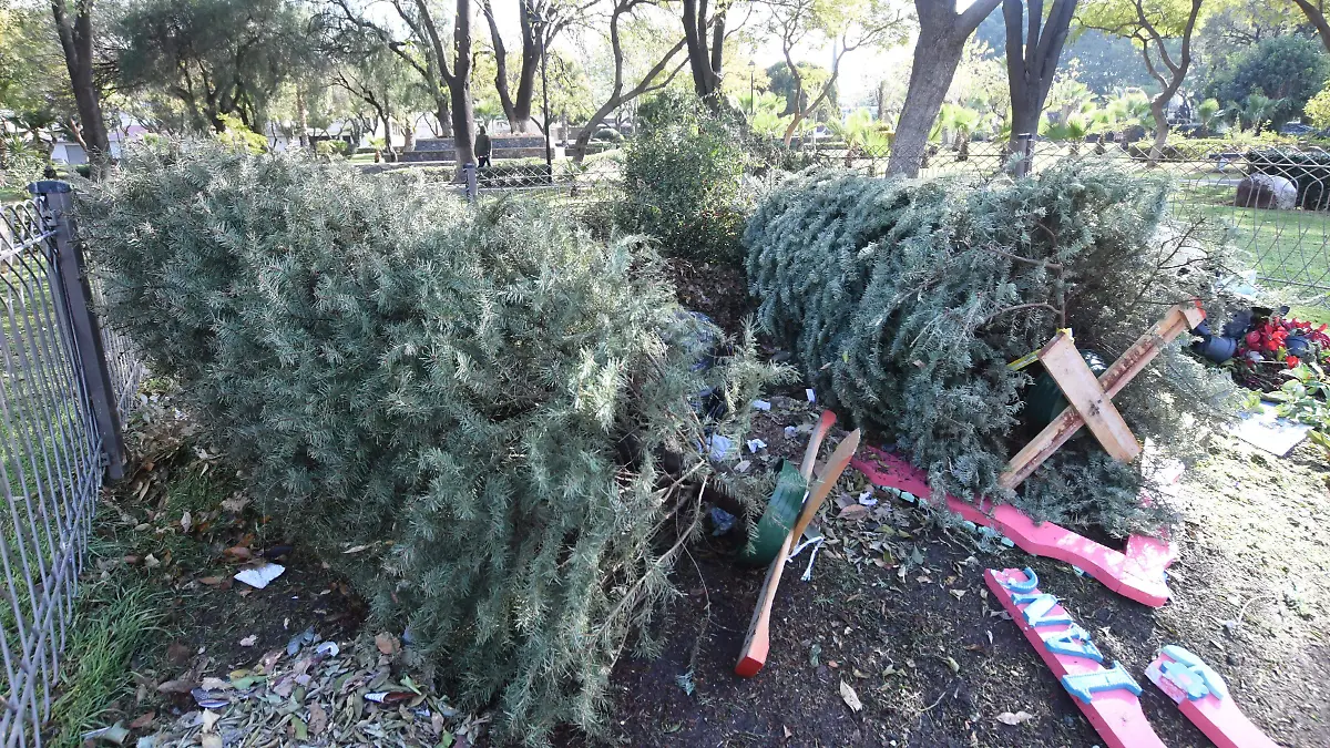 1A RECOLECCION ARBOLES DE NAVIDAD_YL